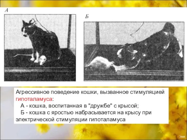 Агрессивное поведение кошки, вызванное стимуляцией гипоталамуса: А - кошка, воспитанная в