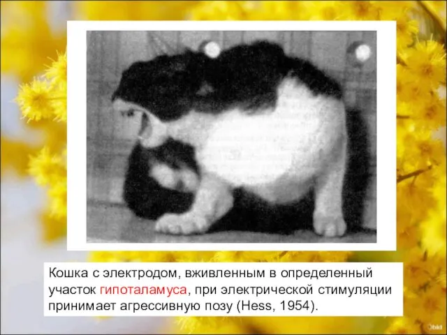 Кошка с электродом, вживленным в определенный участок гипоталамуса, при электрической стимуляции принимает агрессивную позу (Hess, 1954).
