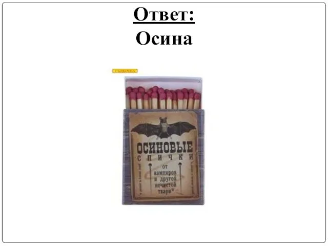 Ответ: Осина