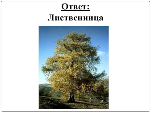 Ответ: Лиственница