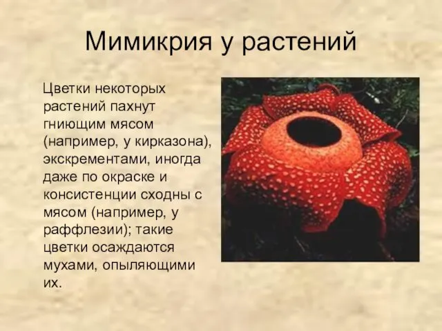 Мимикрия у растений Цветки некоторых растений пахнут гниющим мясом (например, у