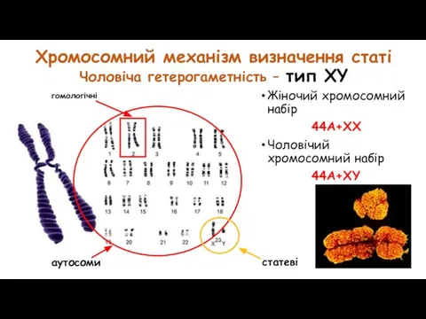 Хромосомний механізм визначення статі Чоловіча гетерогаметність – тип XY Жіночий хромосомний