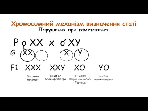 Хромосомний механізм визначення статі Порушення при гаметогенезі G XХ X Y