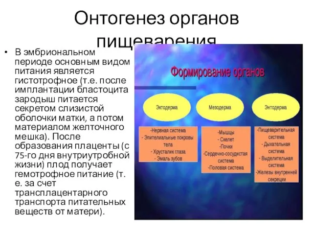 Онтогенез органов пищеварения В эмбриональном периоде основным видом питания является гистотрофное