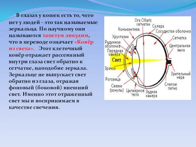 В глазах у кошек есть то, чего нет у людей -