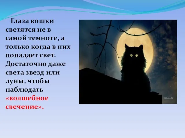 Глаза кошки светятся не в самой темноте, а только когда в