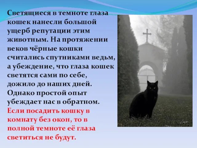 Светящиеся в темноте глаза кошек нанесли большой ущерб репутации этим животным.