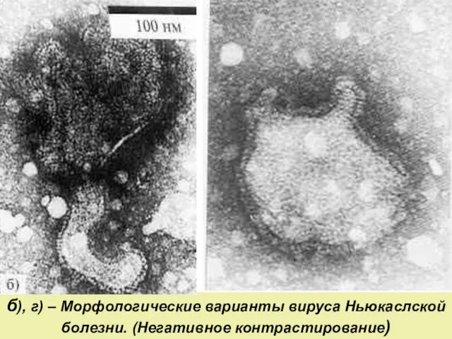 б), г) – Морфологические варианты вируса Ньюкаслской болезни. (Негативное контрастирование)