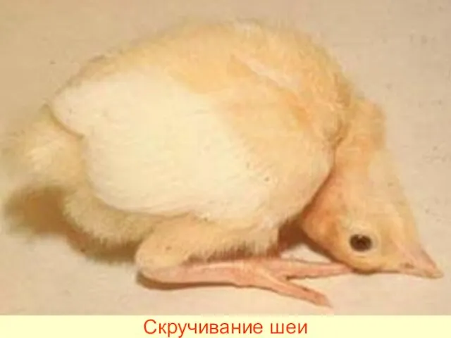 Скручивание шеи