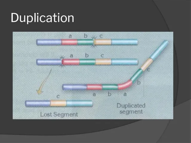 Duplication