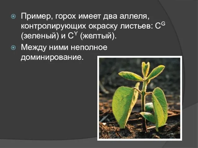 Пример, горох имеет два аллеля, контролирующих окраску листьев: CG (зеленый) и