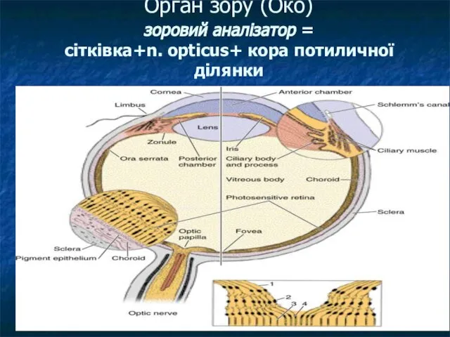 Орган зору (Око) зоровий аналізатор = сітківка+n. opticus+ кора потиличної ділянки