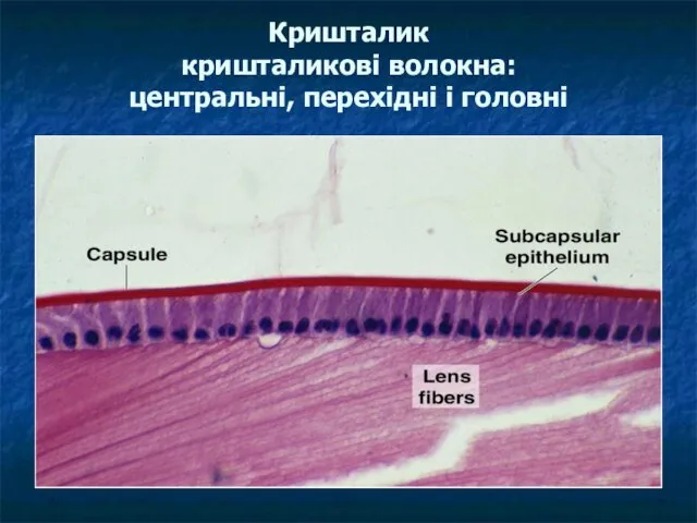 Кришталик кришталикові волокна: центральні, перехідні і головні
