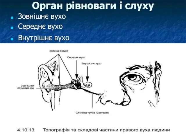 Орган рівноваги і слуху Зовнішнє вухо Середнє вухо Внутрішнє вухо
