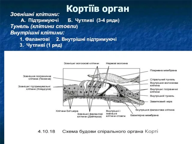 Кортіїв орган Зовнішні клітини: A. Підтримуючі Б. Чутливі (3-4 ряди) Тунель