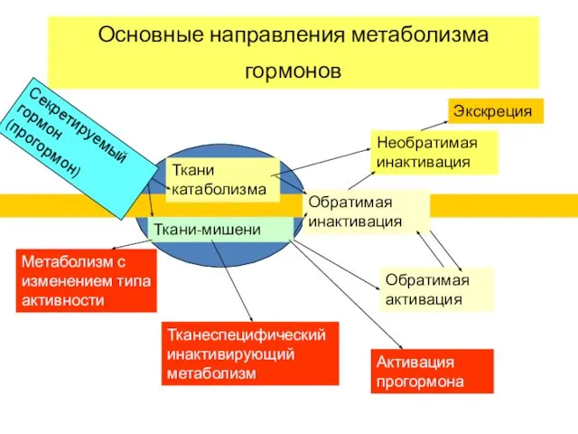 Основные направления метаболизма гормонов Ткани катаболизма Ткани-мишени Обратимая инактивация Необратимая инактивация