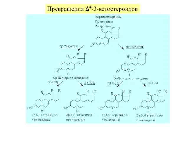 Превращения Δ4-3-кетостероидов