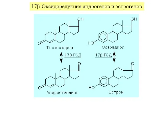 17β-Оксидоредукция андрогенов и эстрогенов