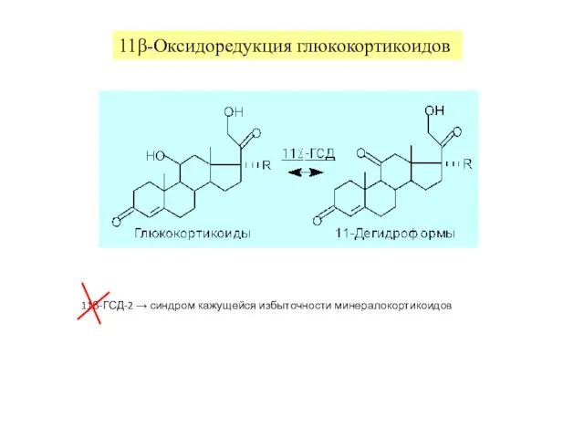 11β-Оксидоредукция глюкокортикоидов 11β-ГСД-2 → синдром кажущейся избыточности минералокортикоидов