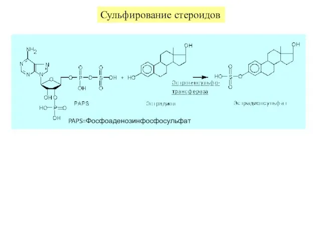 Сульфирование стероидов PAPS=Фосфоаденозинфосфосульфат