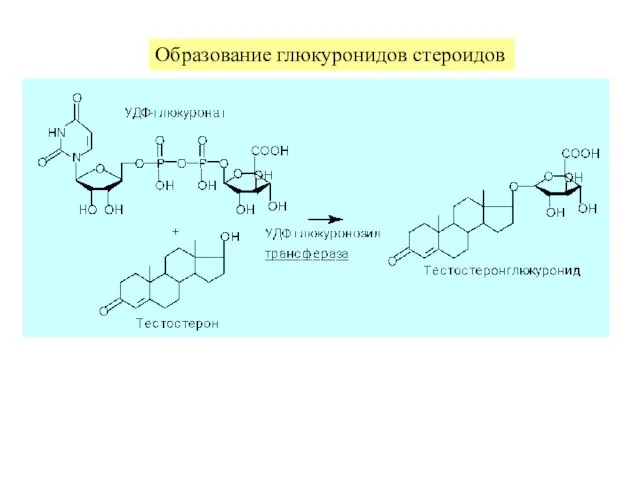 Образование глюкуронидов стероидов