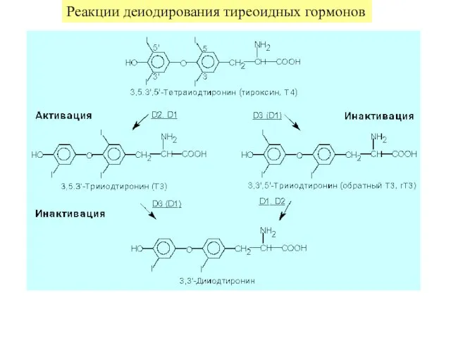 Реакции деиодирования тиреоидных гормонов