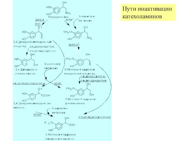 Пути инактивации катехоламинов
