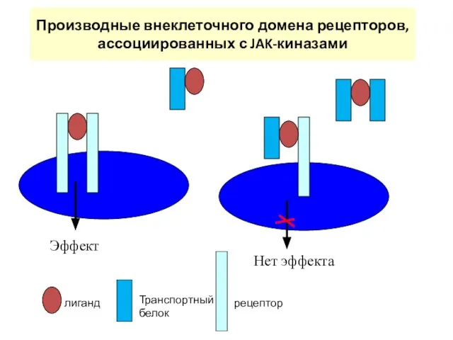 Производные внеклеточного домена рецепторов, ассоциированных с JAK-киназами Эффект Нет эффекта лиганд Транспортный белок рецептор