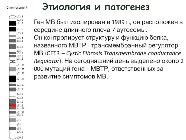 Этиология и патогенез Ген МВ был изолирован в 1989 г., он