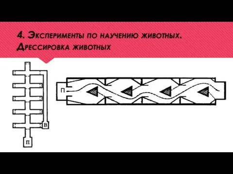 4. Эксперименты по научению животных. Дрессировка животных