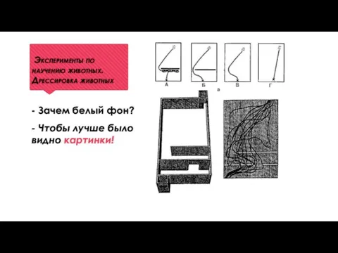 Эксперименты по научению животных. Дрессировка животных - Зачем белый фон? - Чтобы лучше было видно картинки!