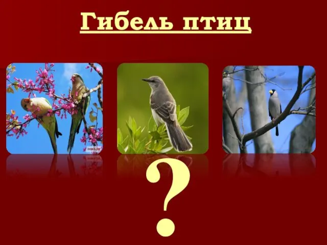 ? Гибель птиц