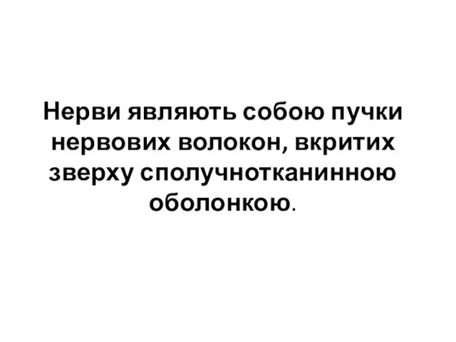 Нерви являють собою пучки нервових волокон, вкритих зверху сполучнотканинною оболонкою.