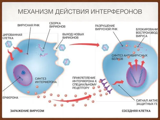 МЕХАНИЗМ ДЕЙСТВИЯ ИНТЕРФЕРОНОВ