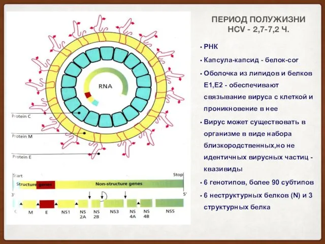 ПЕРИОД ПОЛУЖИЗНИ HCV - 2,7-7,2 Ч. РНК Капсула-капсид - белок-соr Оболочка