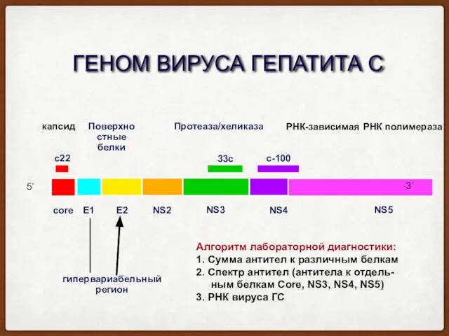 ГЕНОМ ВИРУСА ГЕПАТИТА С гипервариабельный регион Поверхностные белки Протеаза/хеликаза РНК-зависимая РНК