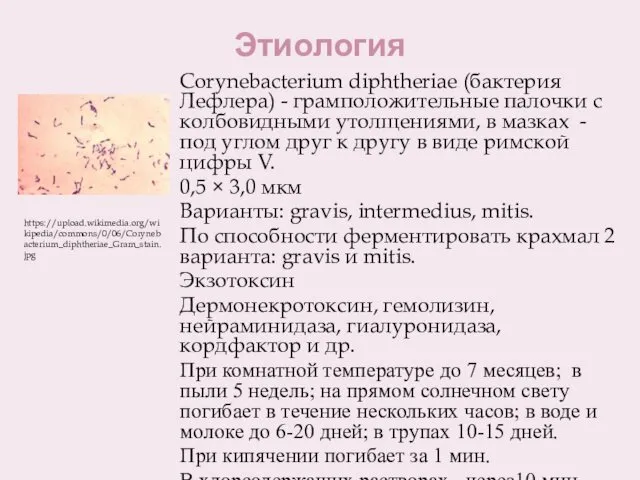 Этиология Corynebacterium diphtheriae (бактерия Лефлера) - грамположительные палочки с колбовидными утолщениями,