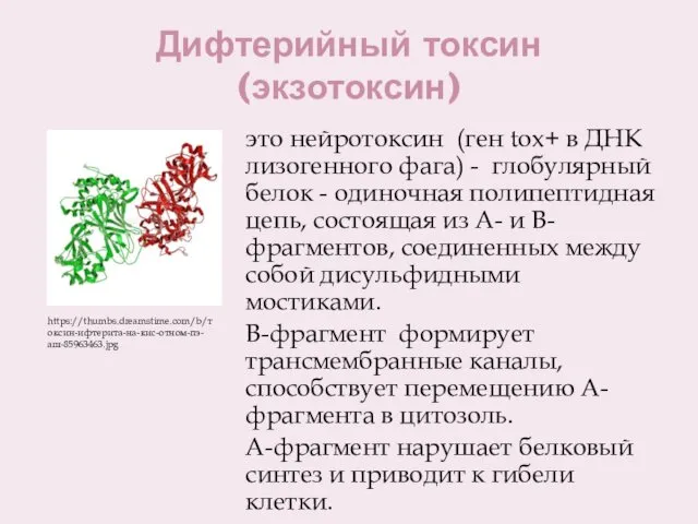 Дифтерийный токсин (экзотоксин) это нейротоксин (ген tox+ в ДНК лизогенного фага)