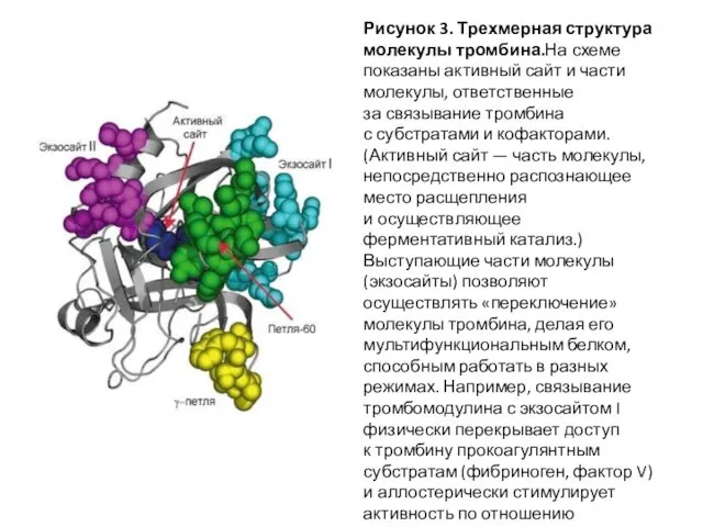 Рисунок 3. Трехмерная структура молекулы тромбина.На схеме показаны активный сайт и
