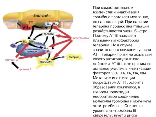 При самостоятельном воздействии инактивация тромбина протекает медленно, по нарастающей. При наличии
