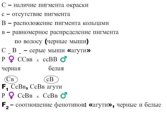 С – наличие пигмента окраски с – отсутствие пигмента В –