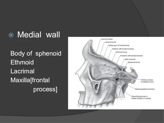 Medial wall Body of sphenoid Ethmoid Lacrimal Maxilla[frontal process]