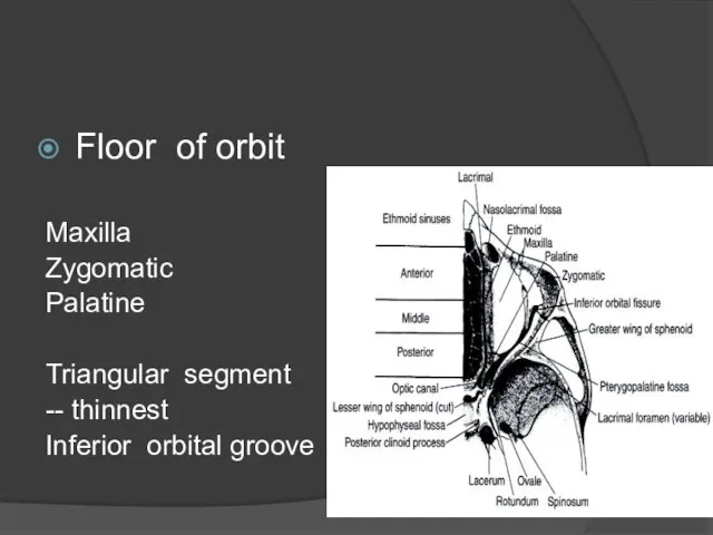 Floor of orbit Maxilla Zygomatic Palatine Triangular segment -- thinnest Inferior orbital groove