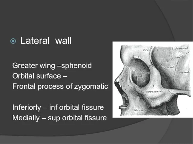 Lateral wall Greater wing –sphenoid Orbital surface – Frontal process of