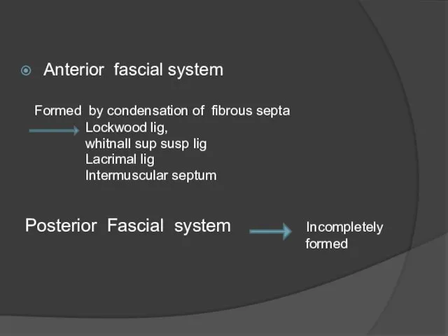 Anterior fascial system Formed by condensation of fibrous septa Lockwood lig,