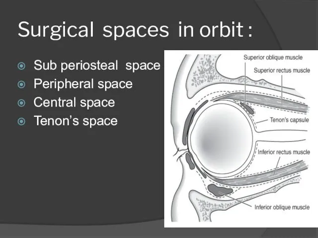 Surgical spaces in orbit : Sub periosteal space Peripheral space Central space Tenon’s space
