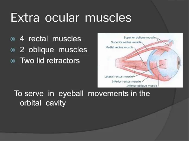 Extra ocular muscles 4 rectal muscles 2 oblique muscles Two lid