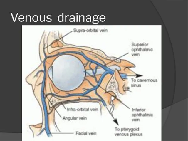 Venous drainage