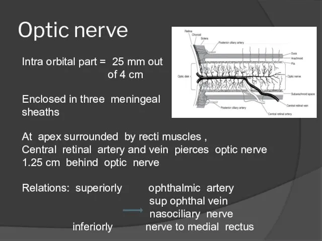Optic nerve Intra orbital part = 25 mm out of 4