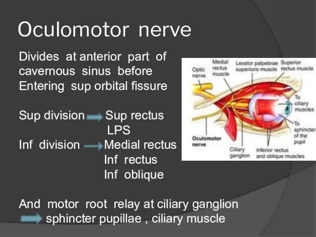 Oculomotor nerve Divides at anterior part of cavernous sinus before Entering